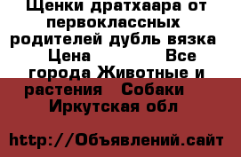 Щенки дратхаара от первоклассных  родителей(дубль вязка) › Цена ­ 22 000 - Все города Животные и растения » Собаки   . Иркутская обл.